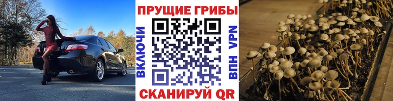 Псилоцибиновые грибы Cubensis Северская